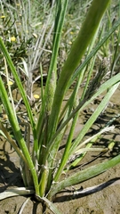 Triglochin scilloides