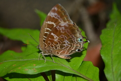 Arhopala centaurus