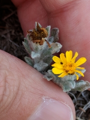 Thymophylla micropoides