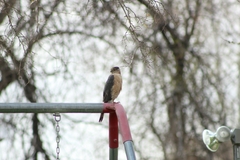 Accipiter cooperii