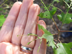 Periclista