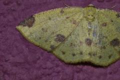 Periclina