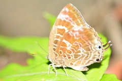 Arhopala centaurus