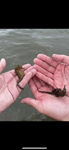 Northern Seahorse photographed in New York