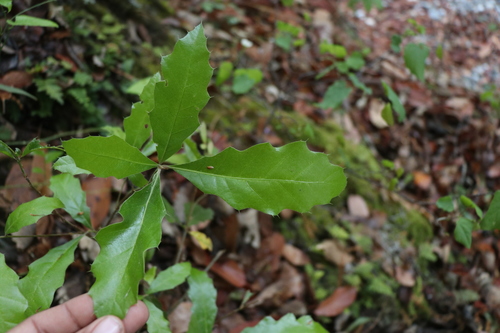 Quercus cupreata