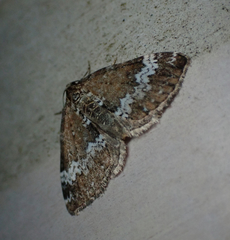 Perizoma alchemillata