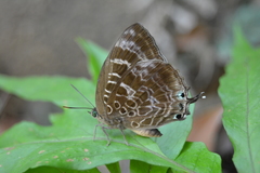 Arhopala centaurus