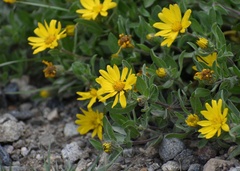 Heterotheca pumila