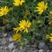 Alpine Golden-Aster - Photo (c) Aidan Campos, some rights reserved (CC BY-NC), uploaded by Aidan Campos