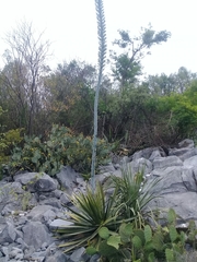 Agave univittata