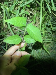 Ruellia blechum