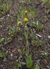 Arnica parryi