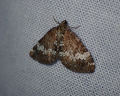 Perizoma alchemillata