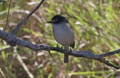 Vireo atricapilla