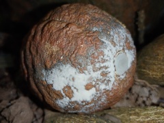 Penicillium digitatum