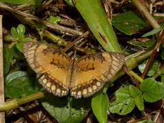 Byblia anvatara