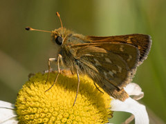 Hesperia comma