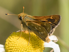 Hesperia comma