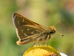 Hesperia comma