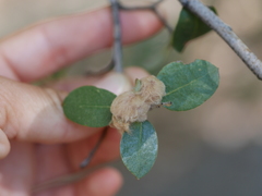 Heteroecus dasydactyli