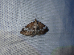 Perizoma alchemillata