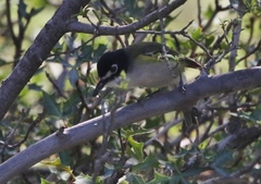 Vireo atricapilla