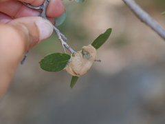 Heteroecus dasydactyli