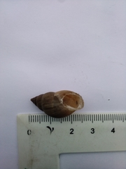 Bulimulus bonariensis