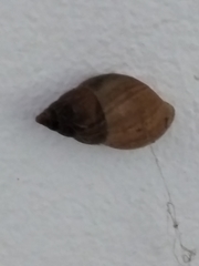 Bulimulus bonariensis