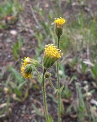 Arnica parryi