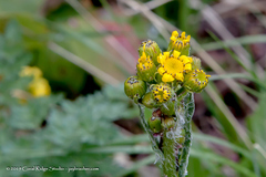 Packera dimorphophylla