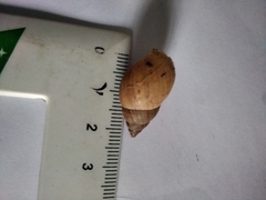 Bulimulus bonariensis