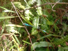 Pseudagrion australasiae