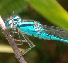 Pseudagrion australasiae