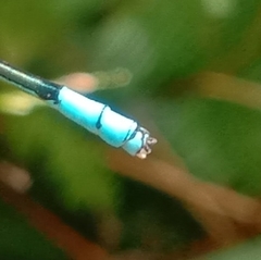 Pseudagrion australasiae