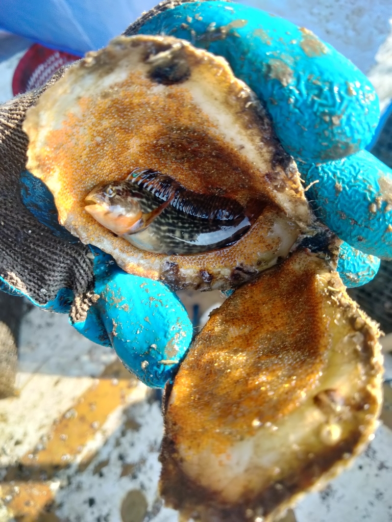 Florida Blenny