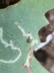 Erynephala maritima