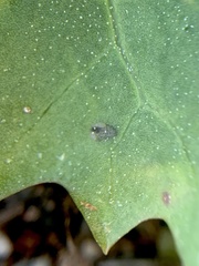 Erynephala maritima