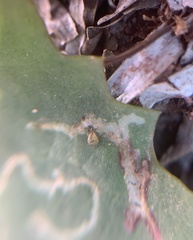 Erynephala maritima