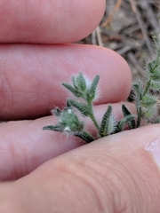 Cryptantha mexicana