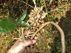 Clerodendrum splendens