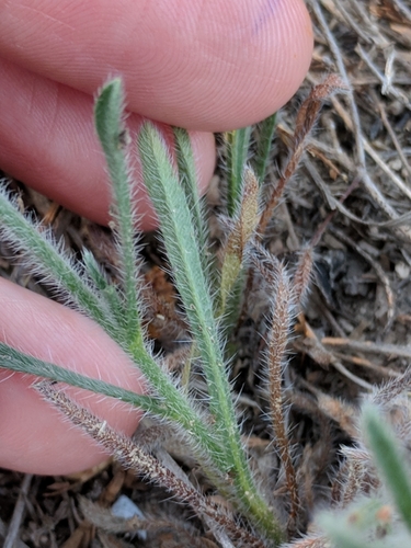 Image of Johnstonella mexicana by (c) Alison Northup, some rights reserved (CC BY)