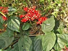 Clerodendrum splendens