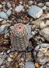 Echinocereus armatus