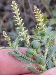 Stillingia treculiana