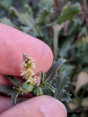 Stillingia treculiana