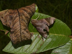 Temnora marginata