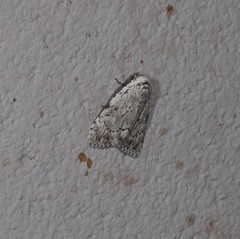 Barasa cymatistis