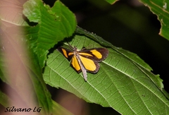 Smicropus intercepta