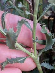 Stillingia treculiana